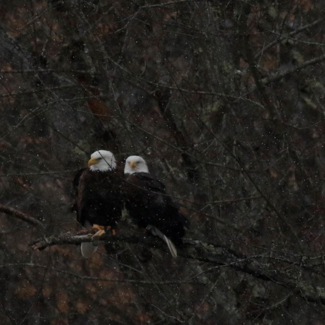 Pair of bald eagles perch on branch together, huddling as snow lightly falls.