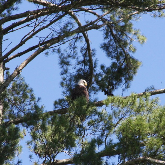 Bald Eagle in a Tree