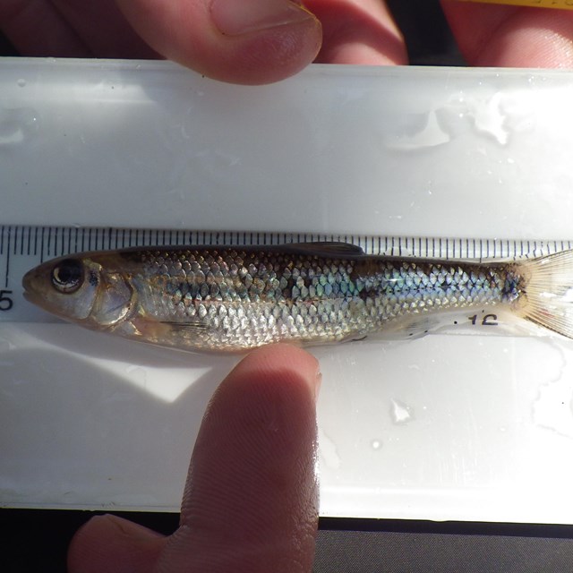 Nongame Fish Species 