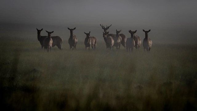 A small group of elk looks at us from a foggy valley.