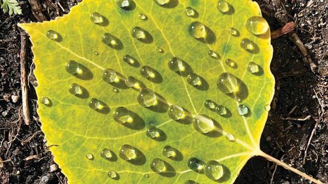 Dew drops on a light green aspen leaf.