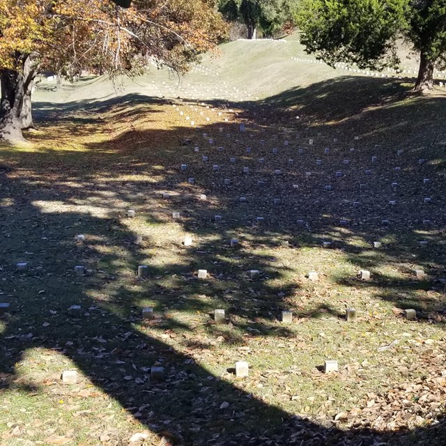 Grassy area with small square white stones in even rows. Area is shaded by trees.