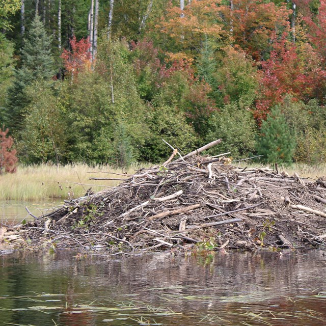 Under The Willows  Beavers As A Keystone Species At Voyageurs National Park