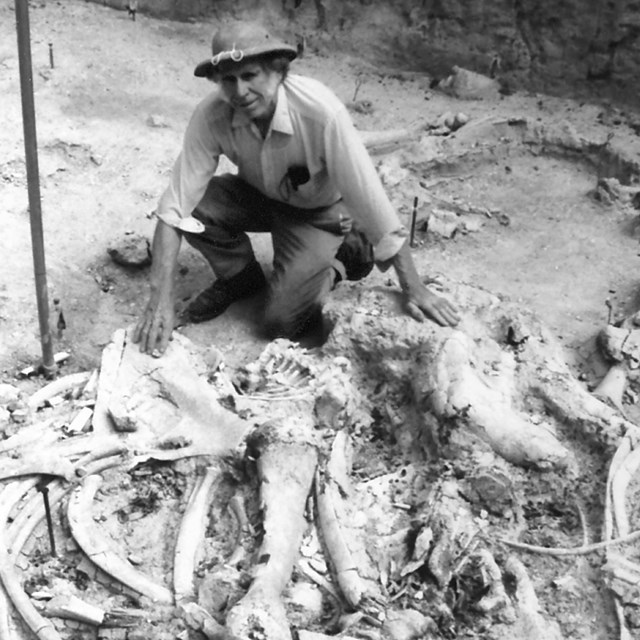 Volunteer Ralph Vinson kneels among fossils.