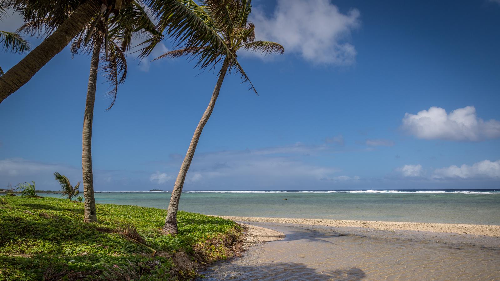 A beautiful beach and clear blue ocean lined with palm trees.