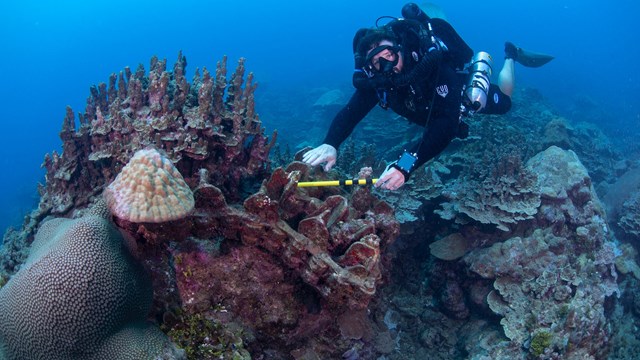 Scuba diver measuring Amtrac track embedded in coral reef