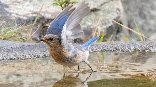 A photograph of an eastern blue bird flying from its bath 