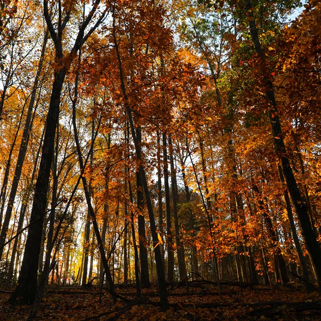 The woods of Wolf Trap during autumn.