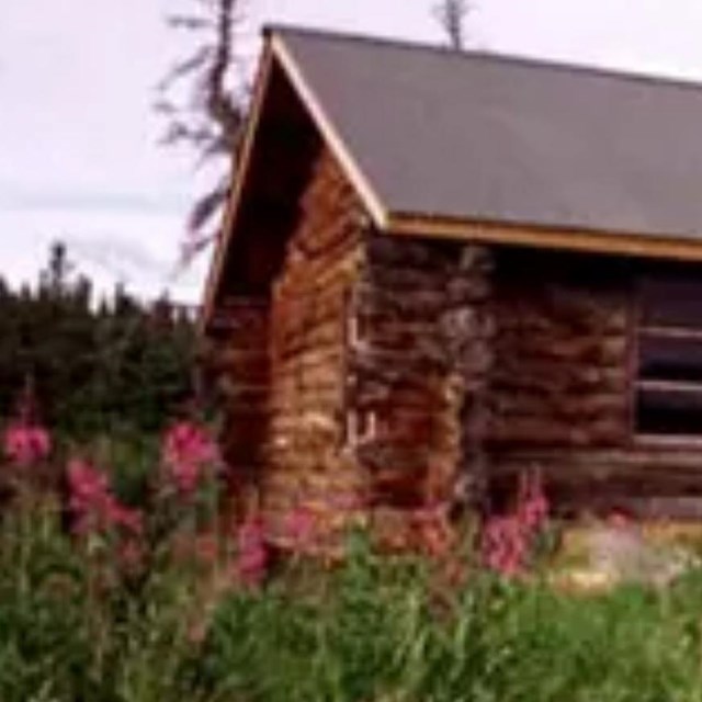 A dark wood cabin near an evergreen forest and a cluster of bright flowers.