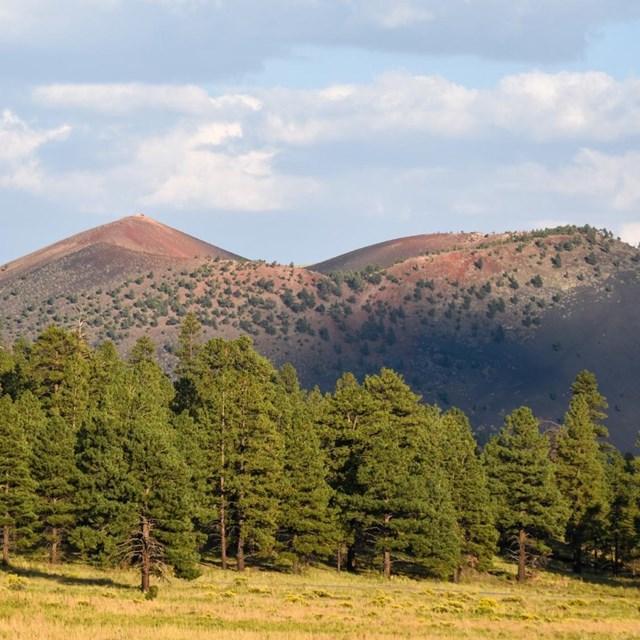 A large cinder hill volcano with a crater on the top and pine trees in front. 