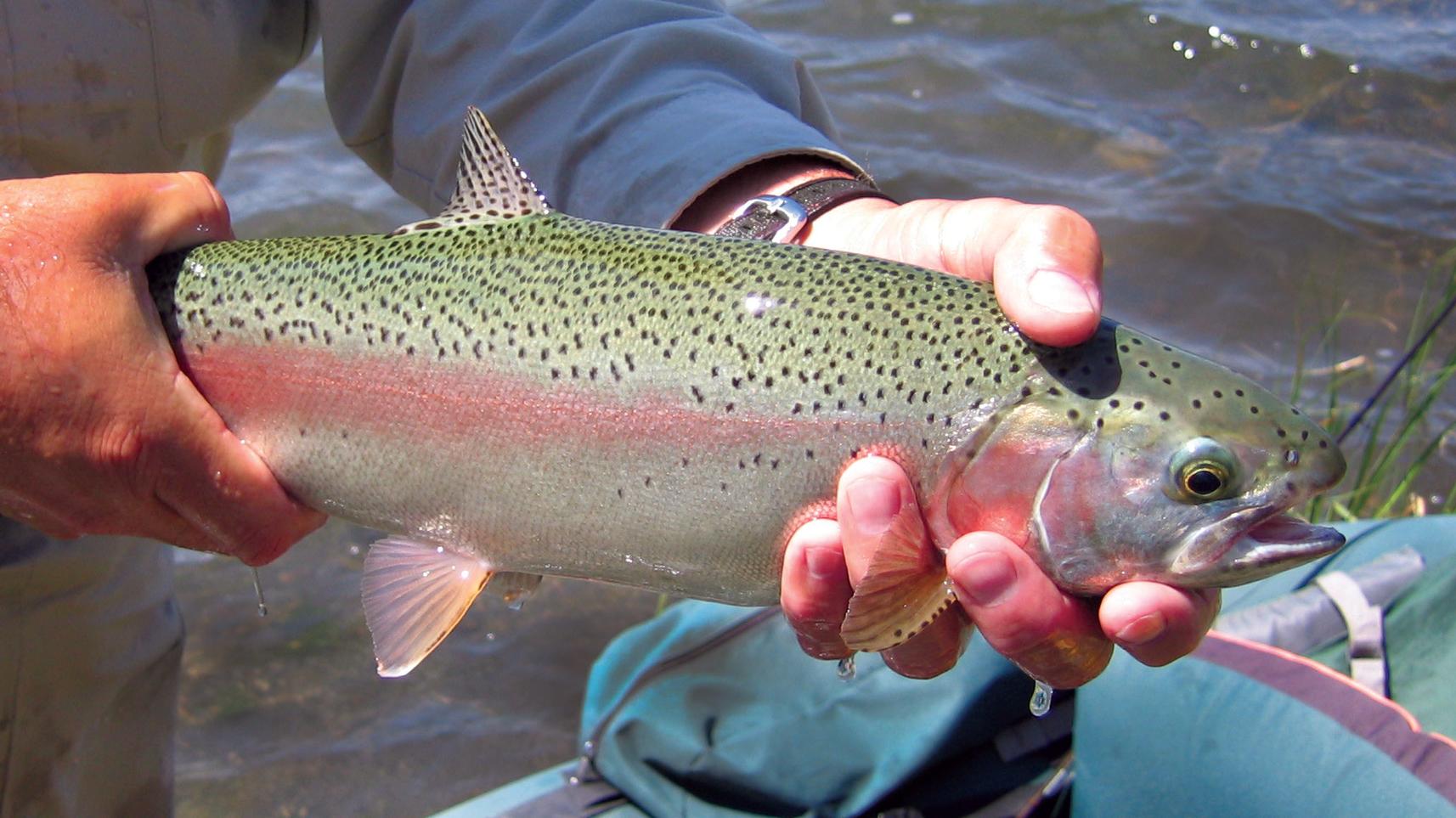 Eastern Brook Trout - Yellowstone National Park (U.S. National