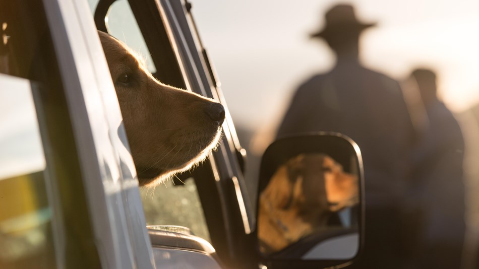 Pets Yellowstone National Park U S National Park Service