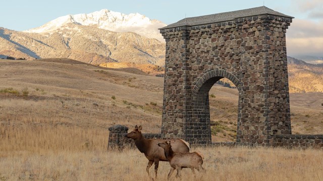 elk cow and calf walk past a stone arch and mountain