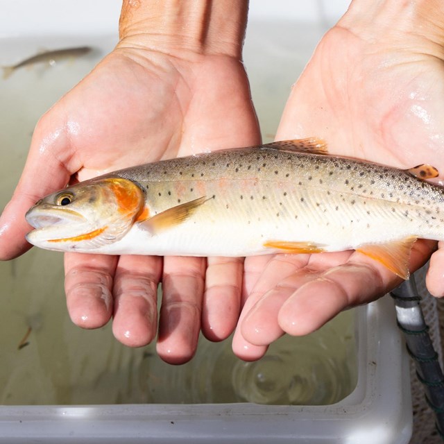 a closeup of a set of hands holding a small trout