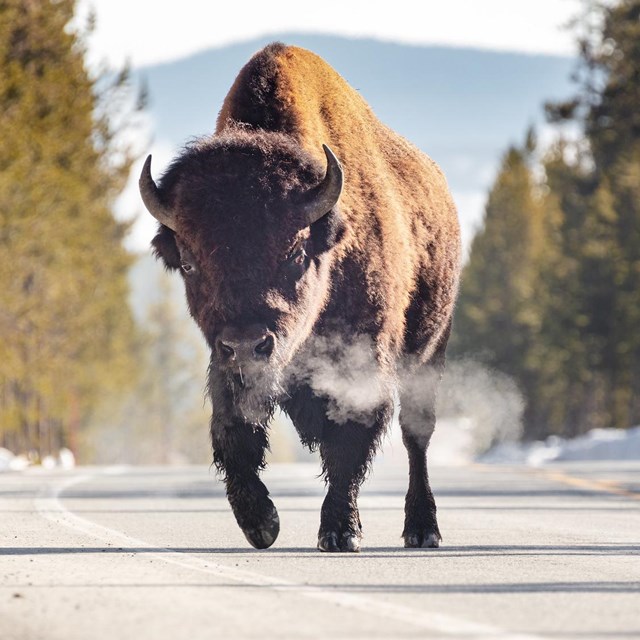 a lone bull bison walking down a paved road