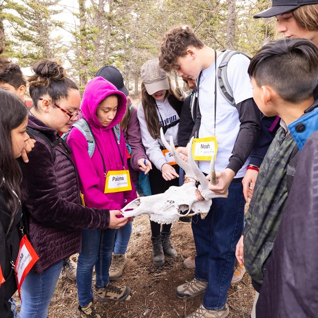 Kids looking at an elk skull