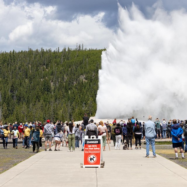 crowds of people watching a geyser erupt steam into the air