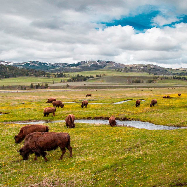 a herd of bison in a grassy valley