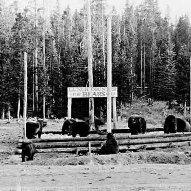 a historic photo of several bears eating at a garbage dump site