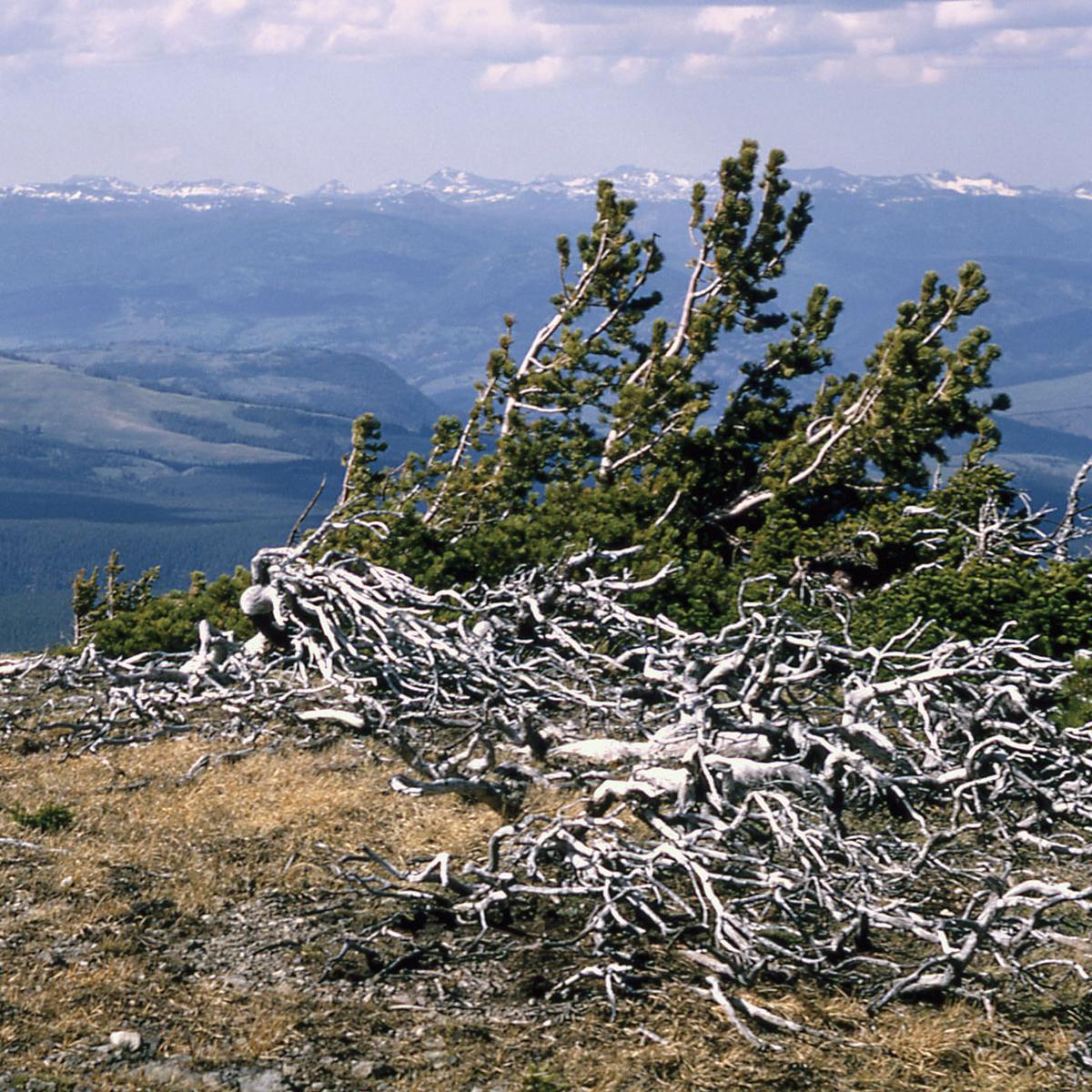 Branches and limbs cluster around a growing conifer on a windswept mountain top.