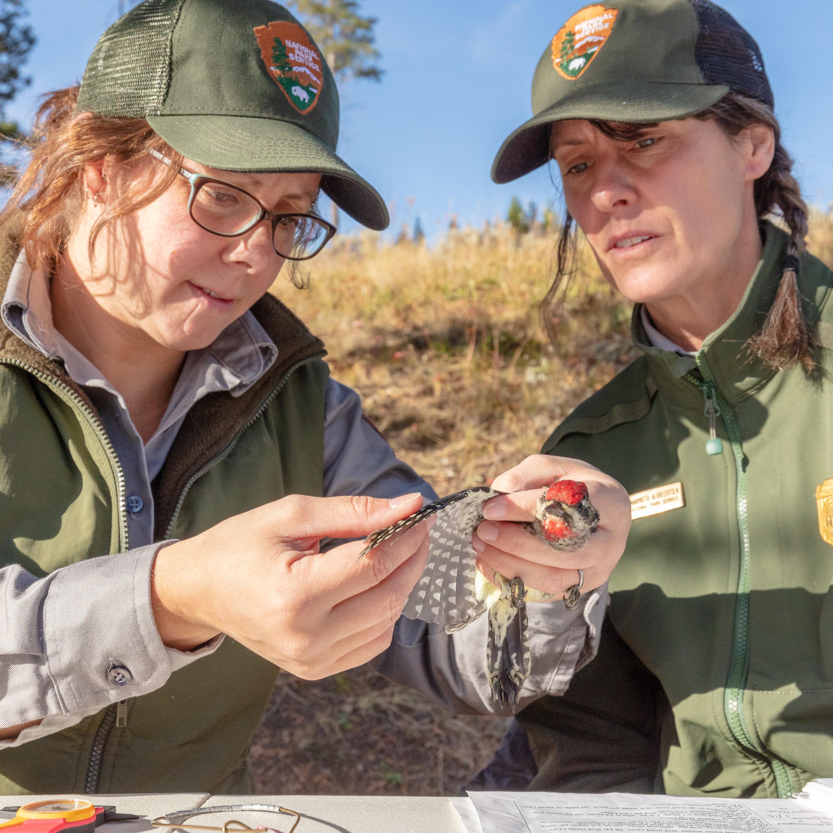 two park rangers inspecting the wing of a small bird