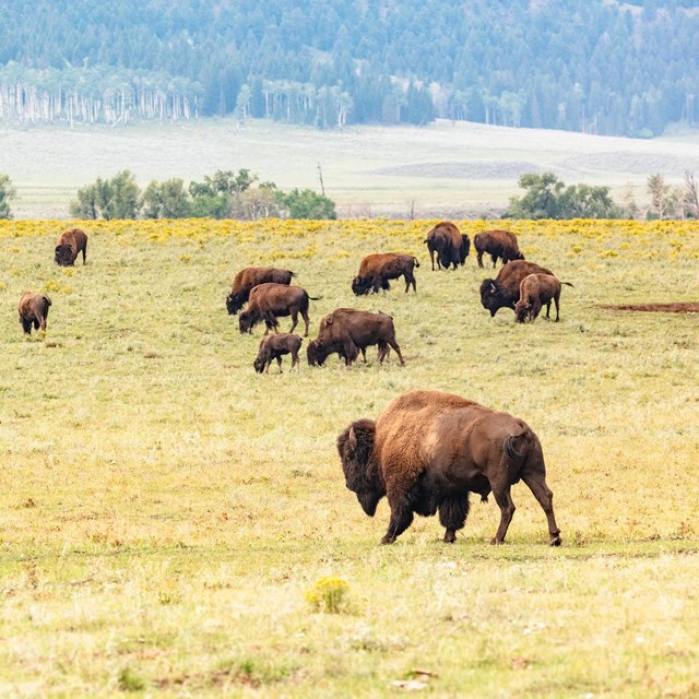 bison in Lamar Valley