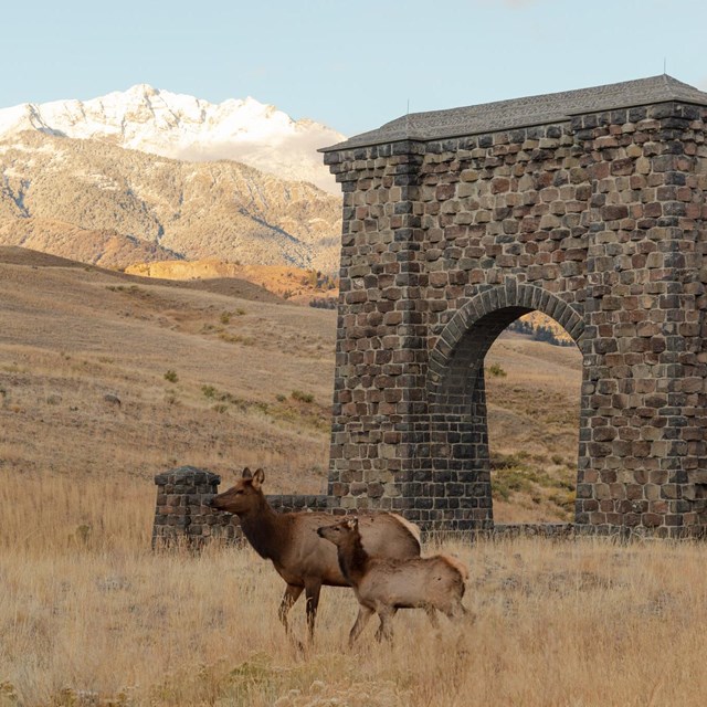 elk cow and calf walk past a stone arch and mountain