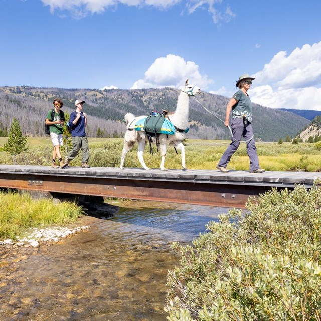 A group of hikers and llama cross a foot bridge