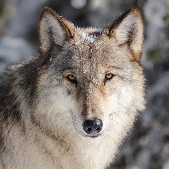 large male gray wolf