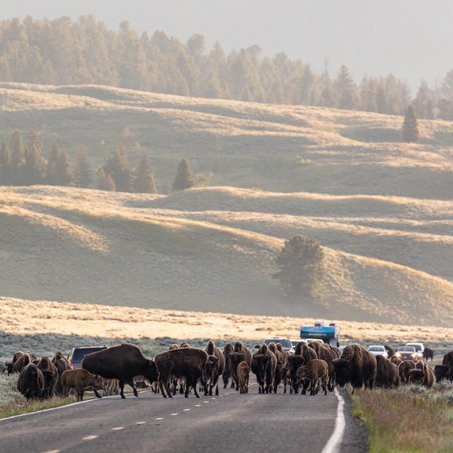 a group of bison with calves cross a road blocking traffic