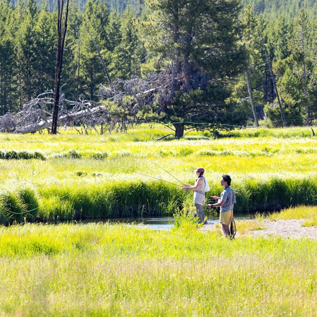 two people fishing in a river meandering through tall green grasses