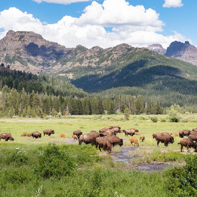 a herd of bison grazing in a lush green valley 