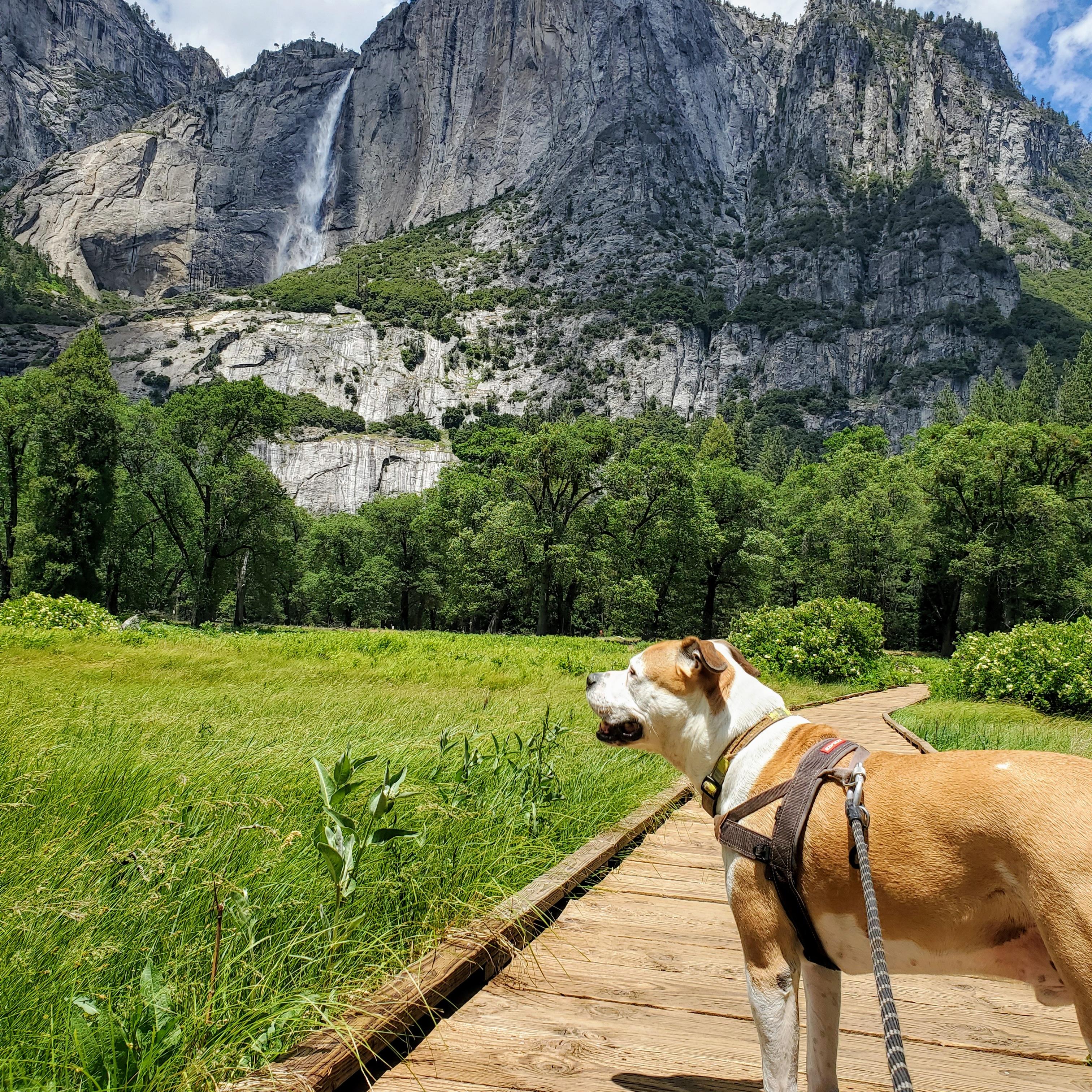 A dog on a leash on a wooden boardwalk in a meadow in Yosemite Valley.