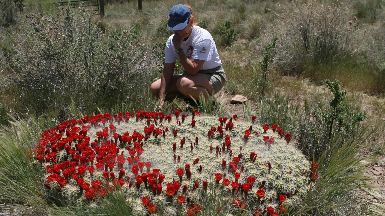 A botanist in a white tee kneels overlooking a six foot wide claret cup cactus with red blossoms