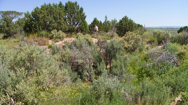 Shrubs, trees and wildflowers cover the uneven, desert rocky terrain. A man walks by cedar tree