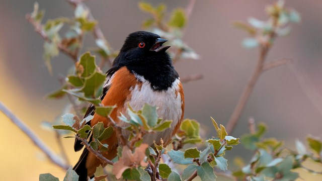 A spotted towhee on a branch.