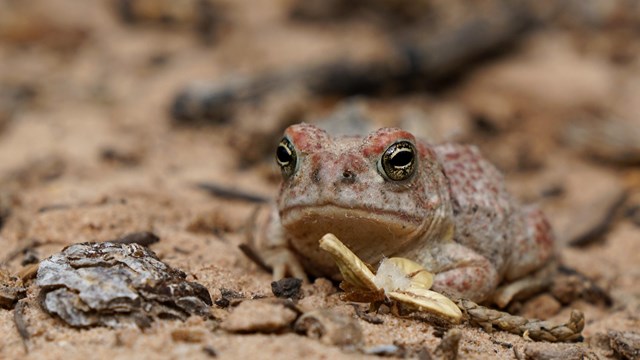 Red spotted toad sits on the ground. 
