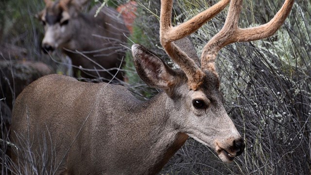 Male Mule Deer with Antlers in Zion Canyon