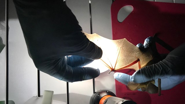 A scientist shining a light on a bat wing