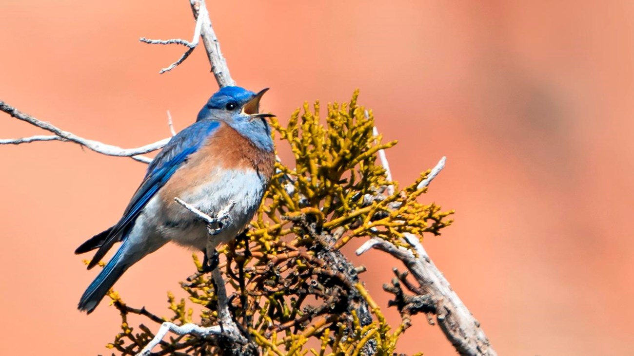 Western Bluebird on a branch. 