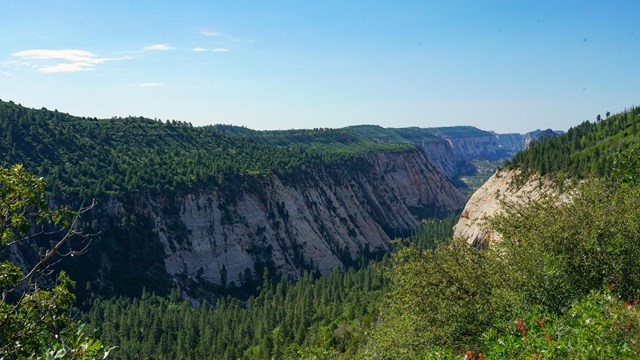 A broad white sandstone canyon covered in pine trees on the valley and ridge.