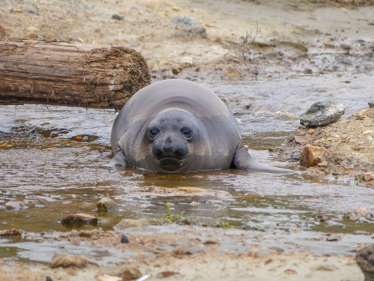 Head-on look at a very round young seal in shallow flowing water.
