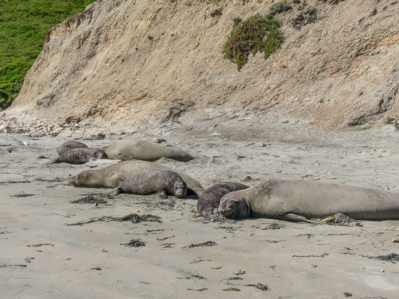 Loose group of three female seals with nearly-weaned pups on the  dry sand beneath a steep bluff.