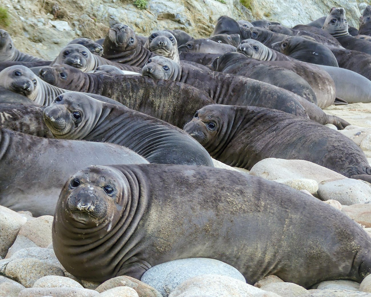 Dozens of plump young elephant seals in a row, showing off their fat rolls as many look over their shoulders towards the camera.