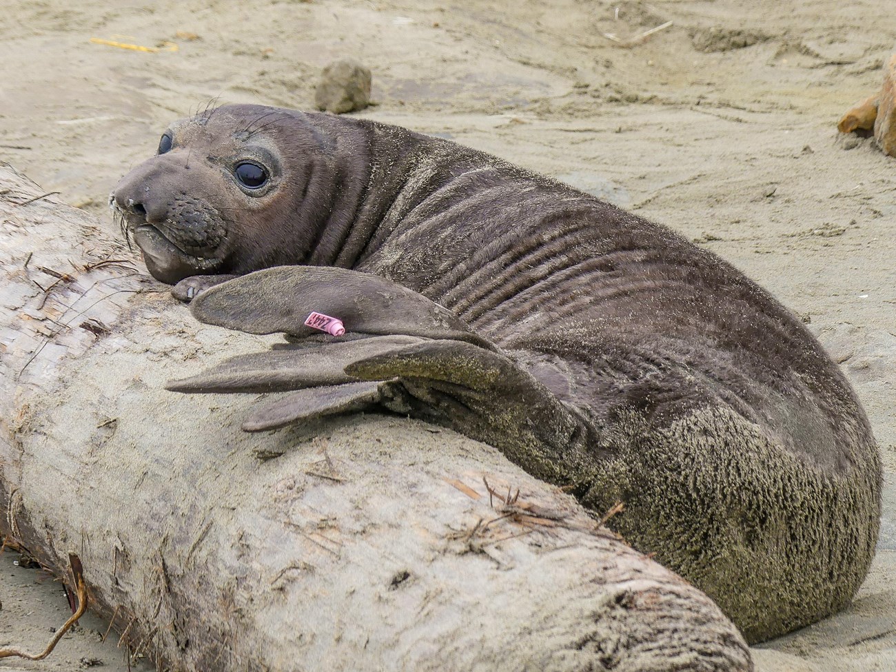 A weaned elephant seal resting its head and tail on a log, helping to draw attention to a new, pink flipper tag with the ID Z447 visible, albeit upside down.