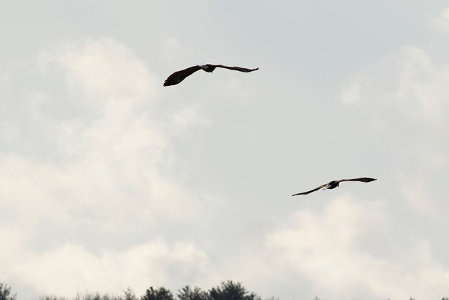 Two bald eagles gliding, viewed from behind. Wings are flat with tips pointed slightly upwards.
