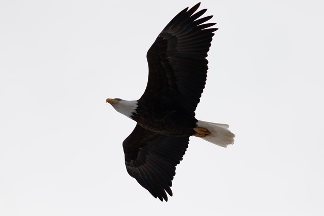 Adult bald eagle viewed from below. Wings are spread out, bent slightly downwards.