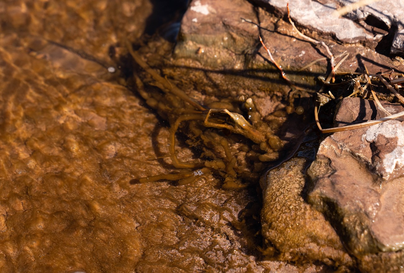 Tan-brown cyanobacteria grows on plants along the edge of a river.