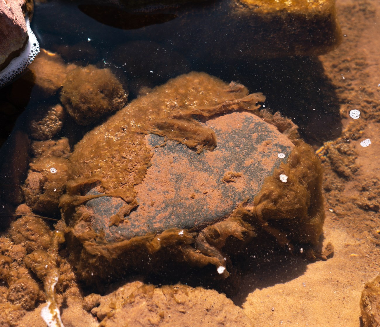 Cyanobacteria covers a rock. Little pieces of the mat flake off at the edges.