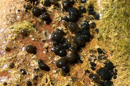 Yellow, brown, and black gelatinous pearls of algae growing on a rock. They are slimy in texture.